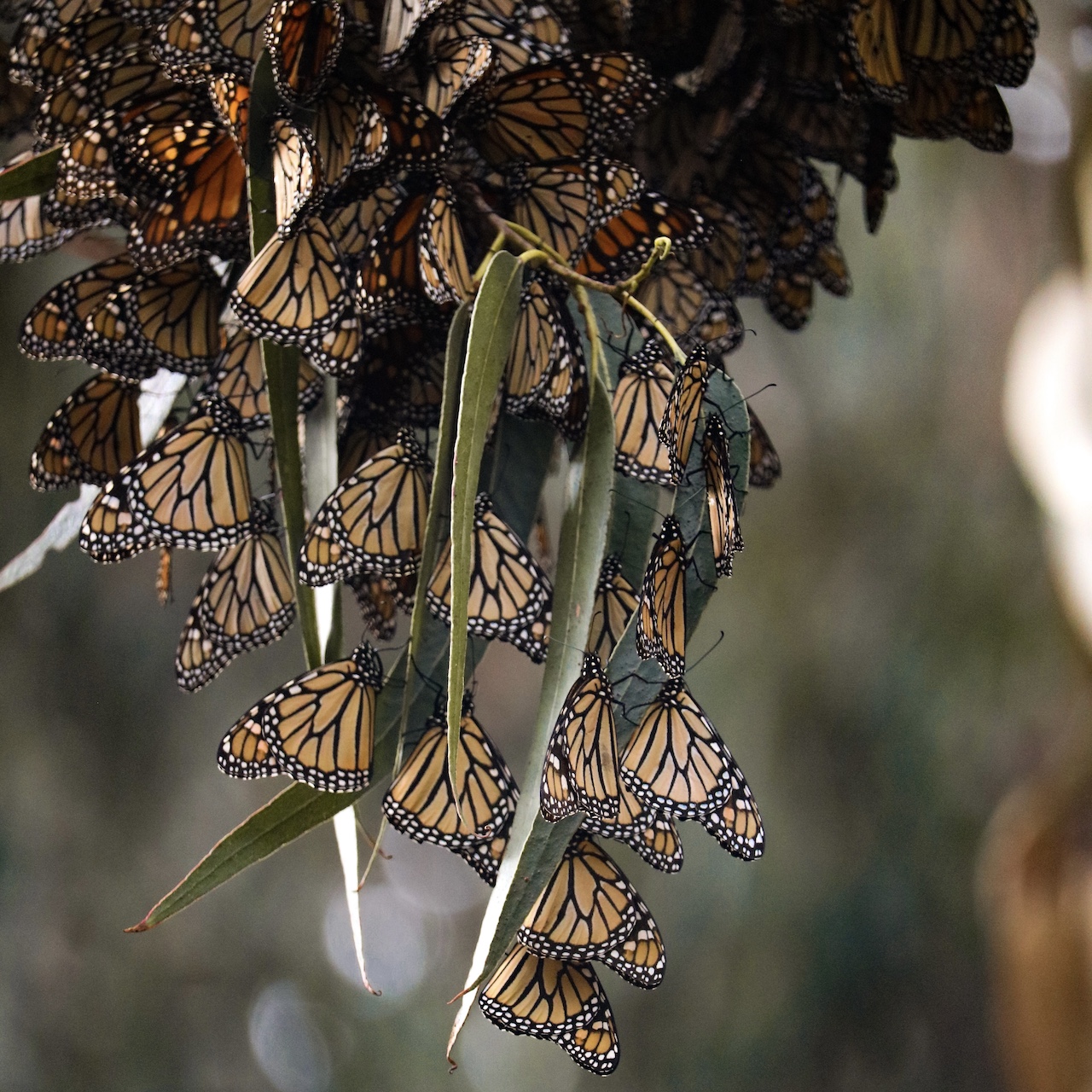 A cluster of Monarch butterflies.